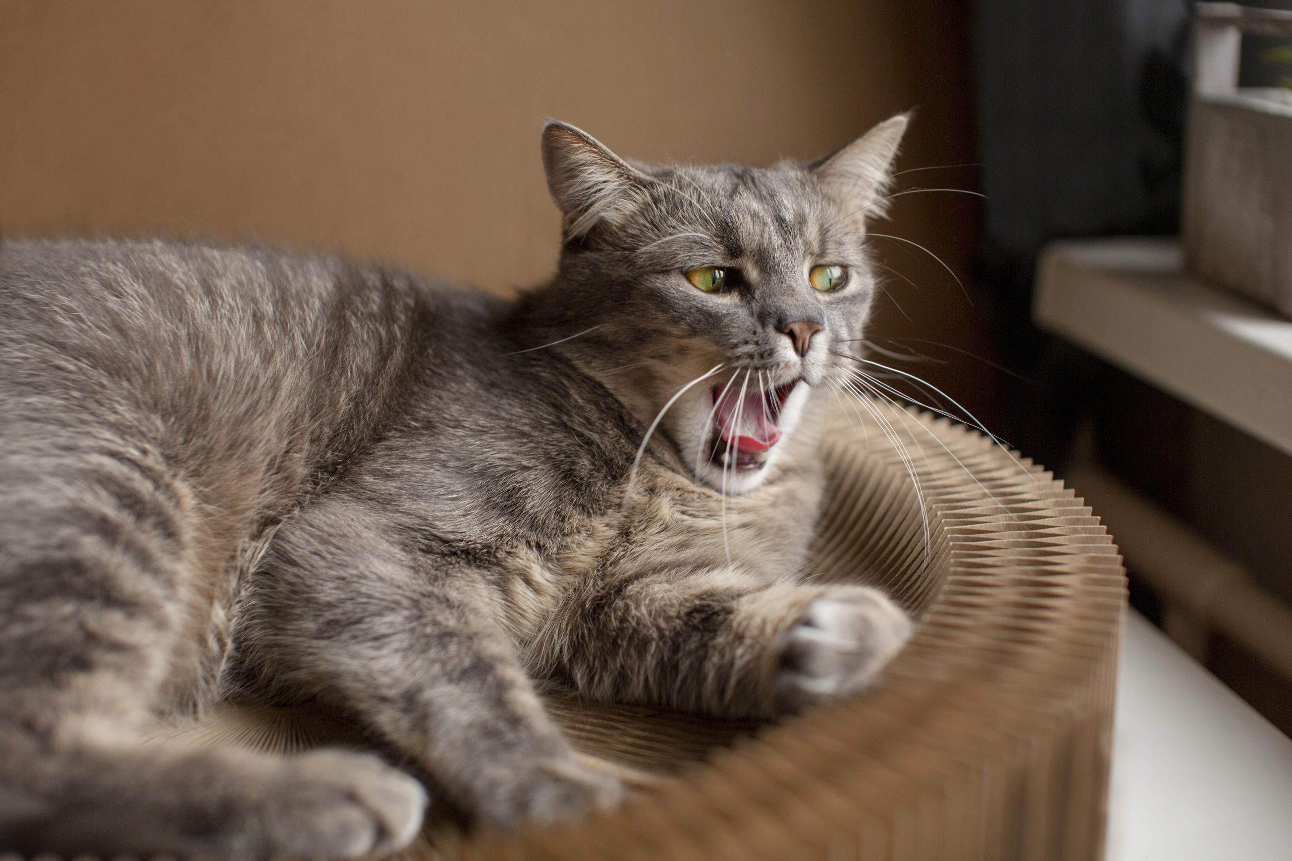 Why Your Cat Is Breathing Fast – A gray cat with green eyes lies on a textured surface, mouth open wide as if panting or struggling to breathe. This image visually illustrates signs of rapid breathing, a potential indicator of stress or health issues in cats, helping pet owners recognize when urgent veterinary care may be needed.