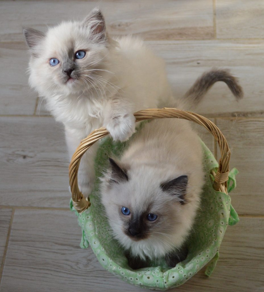 Lilac Point Ragdoll Cat with mesmerizing blue eyes lounging on a white surface. The cat is positioned near a wicker basket with lush greenery and a blooming orchid, alongside a candle holder adorned with a metallic heart decoration. Its soft, fluffy coat and serene demeanor highlight the rare beauty of this elegant Ragdoll variation.