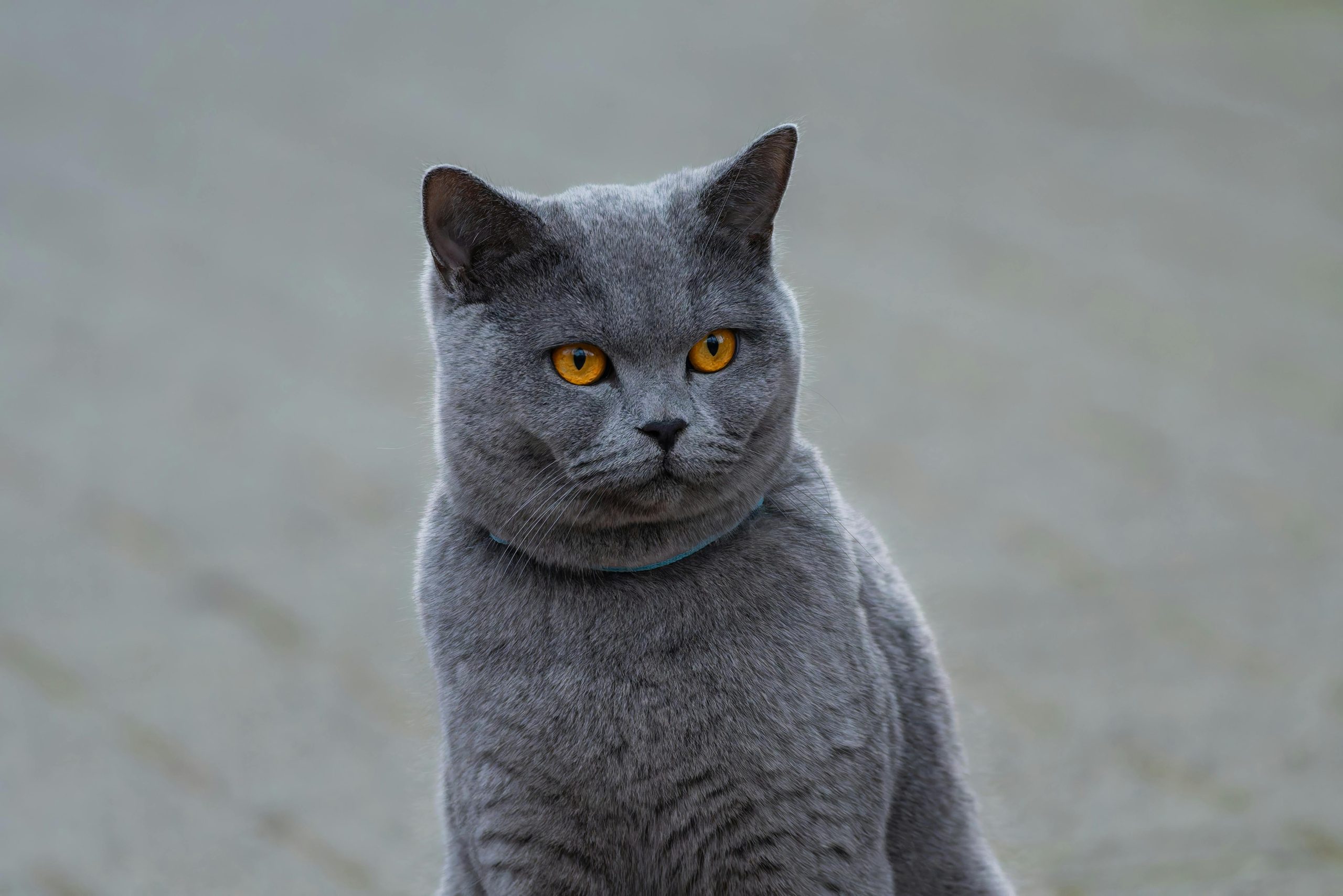 A British Shorthair cat with a solid blue-gray coat and striking amber eyes, showcasing one of the most popular British Shorthair colors.