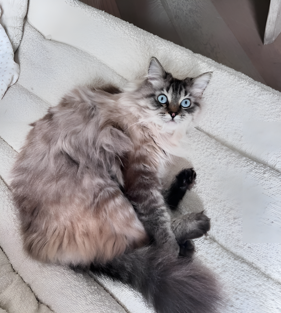 A Bengal Ragdoll Mix Cat with a plush, patterned coat and captivating blue eyes lounges on a soft surface. Sunlight highlights its luxurious fur, while its relaxed posture exudes Ragdoll calmness with Bengal alertness. The serene setting enhances the cat’s striking beauty, making it a visually compelling subject.