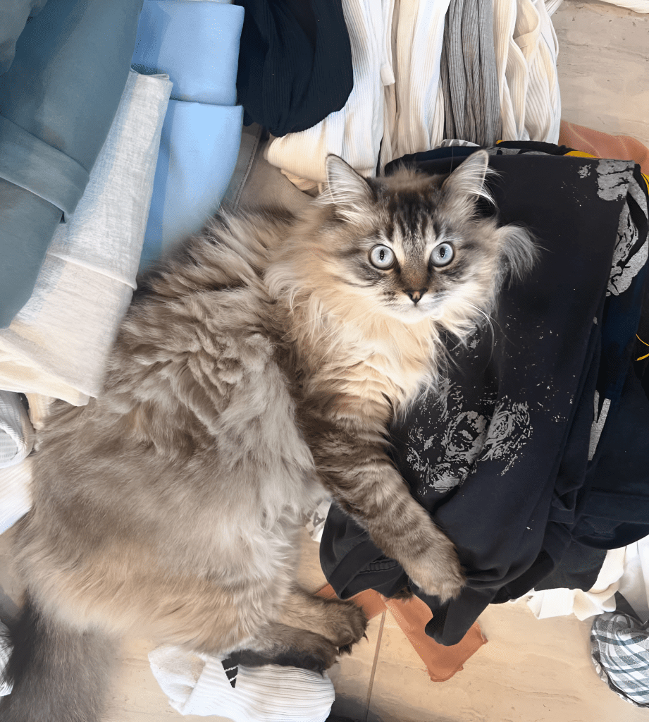 A Bengal Ragdoll Mix Cat with a luxurious, patterned coat and captivating blue eyes rests on a soft surface. Its plush fur catches the light, accentuating the mix of Bengal vibrancy and Ragdoll elegance. The relaxed yet poised stance highlights the breed's unique blend of beauty and charm.
