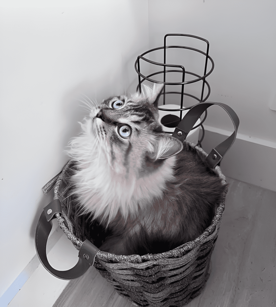 A Bengal Ragdoll Mix Cat with a plush, patterned coat and mesmerizing blue eyes reclines on a soft surface. Sunlight filters through, accentuating its elegant fur. The serene pose highlights the cat’s blend of Bengal athleticism and Ragdoll calmness, making it an exquisite companion.