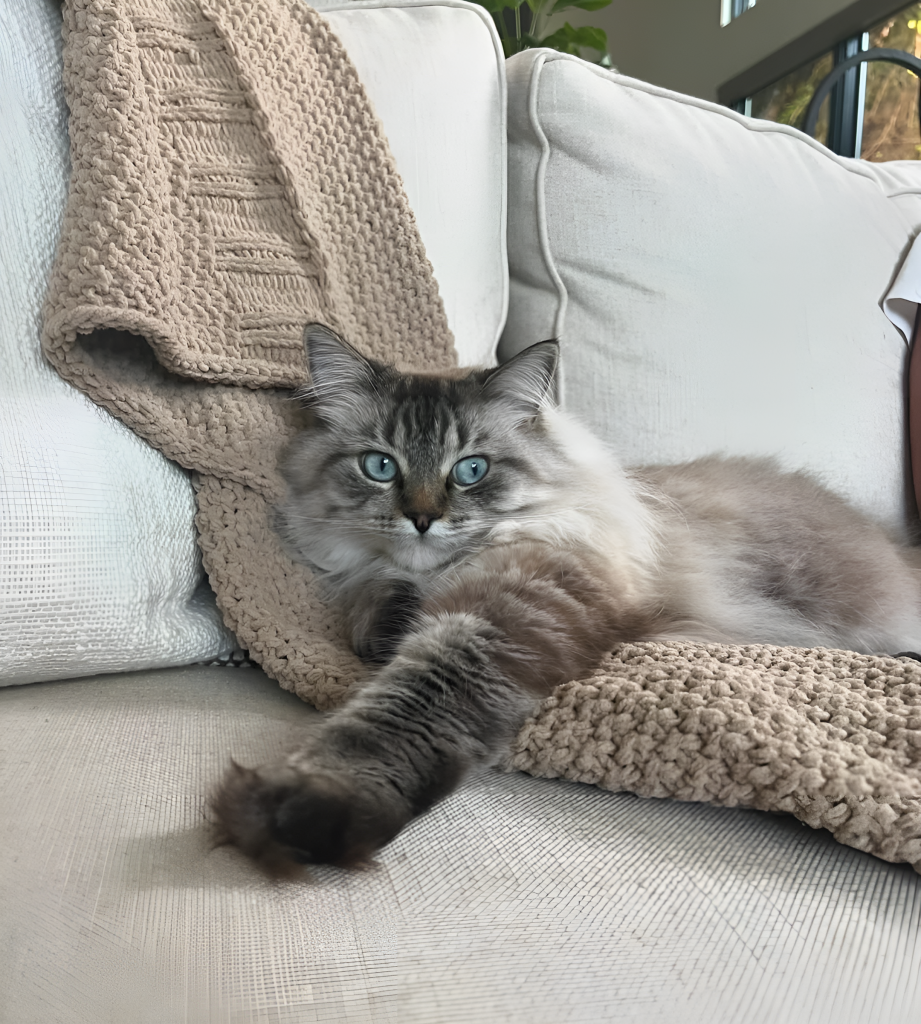A Bengal Ragdoll Mix Cat with a soft, patterned coat and piercing blue eyes lounges on a wooden surface. Sunlight streams in, highlighting its plush fur, while a blurred background adds depth. The cat’s relaxed yet alert posture showcases its blend of Ragdoll gentleness and Bengal energy, making it a striking companion in any home.