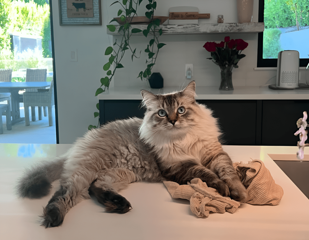 Fluffy Ragdoll cat with blue eyes lounging on a kitchen counter, its fur appearing slightly uneven—ideal visual for articles or posts titled Why Is My Ragdoll Cat Losing Fur, highlighting potential concerns around shedding, health, or grooming in home environments.