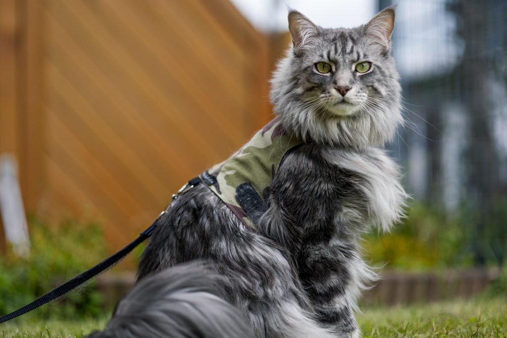Maine Coon Tabby Mix cat sitting on grass, wearing a camouflage harness and leash. Its long, fluffy gray-and-black striped coat and striking green eyes stand out against the natural backdrop and wooden fence, showcasing the Maine Coon Tabby Mix’s adventurous spirit and distinctive markings
