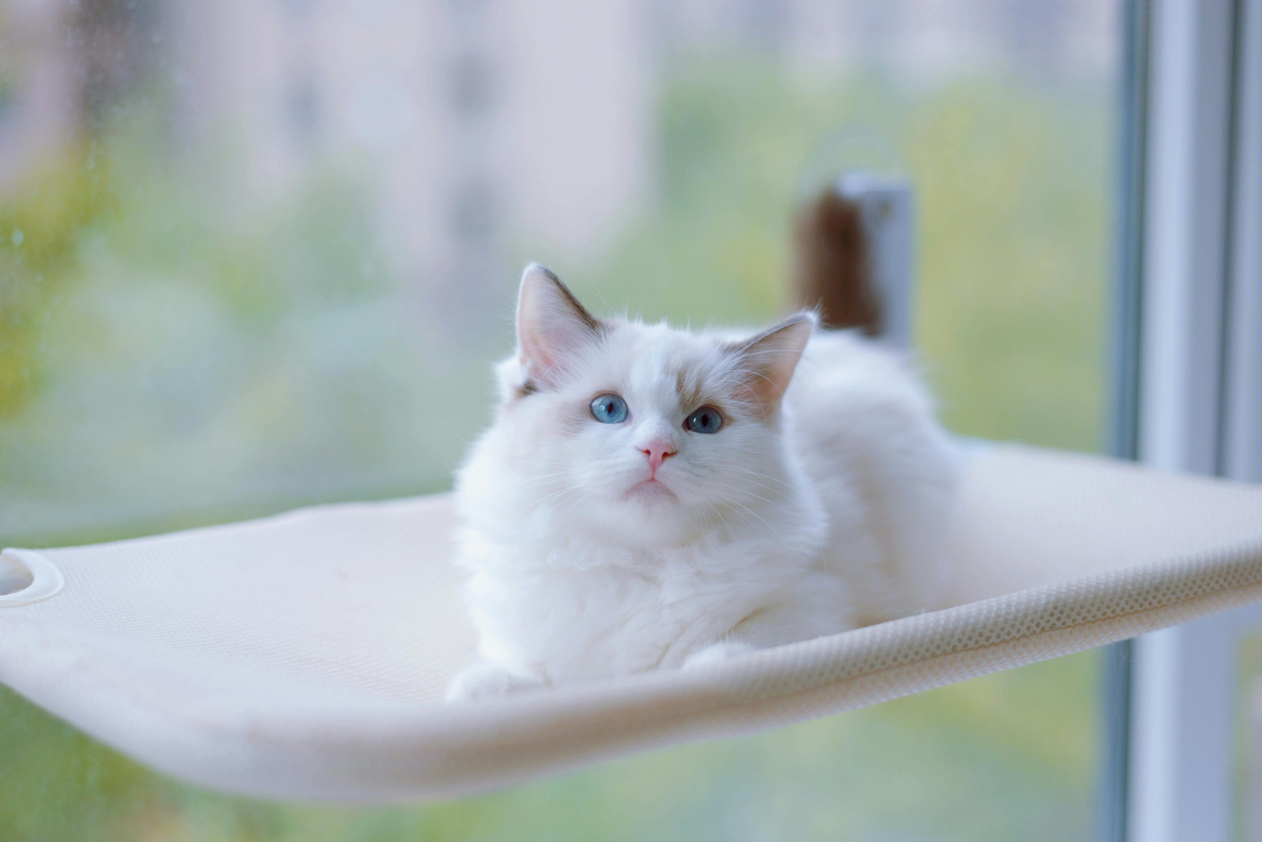 A fluffy White Ragdoll Cat lounges on a beige hammock near a sunlit window, its striking blue eyes gazing peacefully at the view. The blurred cityscape and greenery in the background enhance the serene atmosphere, perfectly capturing the relaxed and elegant nature of White Ragdoll Cats.
