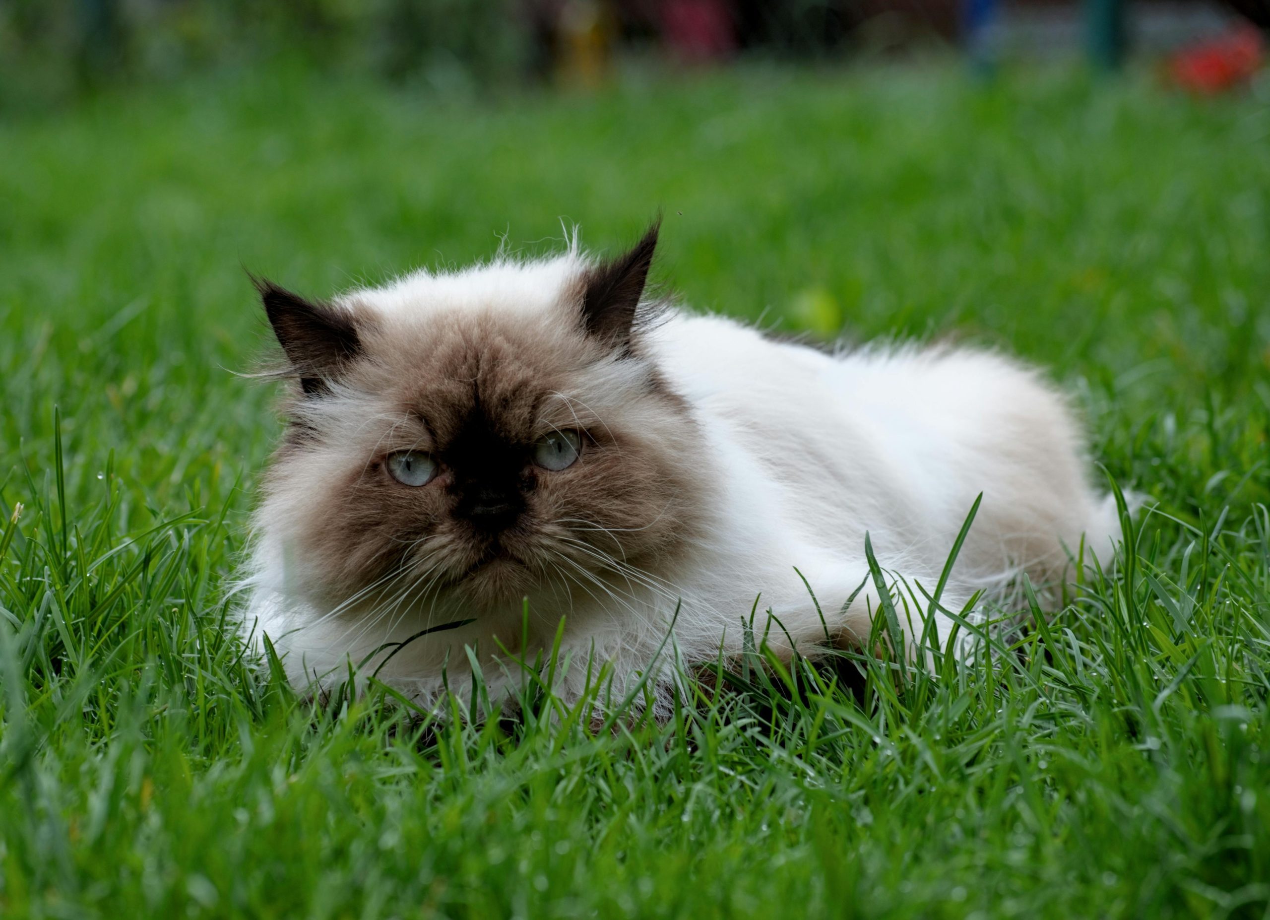 A Himalayan cat with a fluffy cream coat and dark face markings lying on green grass — ideal for articles exploring 'Are Himalayan Cats Hypoallergenic' and their impact on allergy sufferers.