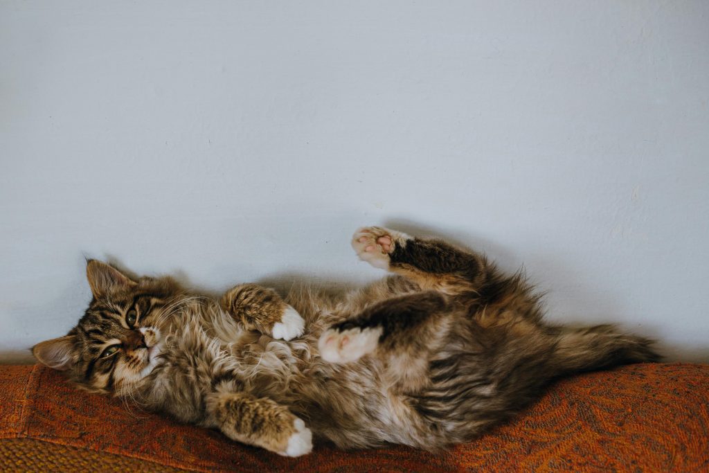 Fluffy Maine Coon Tabby Mix cat lying on its back atop an orange cushion, highlighting its thick striped coat, white paws, and expressive face. The relaxed pose and luxurious fur texture emphasize the Maine Coon Tabby Mix’s charm, making this image perfect for SEO-rich content focused on this striking hybrid breed.