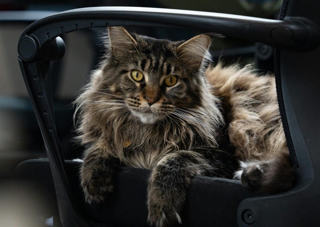 Maine Coon Tabby Mix cat lounging on a black office chair, flaunting its voluminous striped fur and intense yellow eyes. The relaxed posture and luxurious coat highlight the Maine Coon Tabby Mix’s signature traits, making this image perfect for SEO content that emphasizes comfort, personality, and the breed’s majestic appearance.