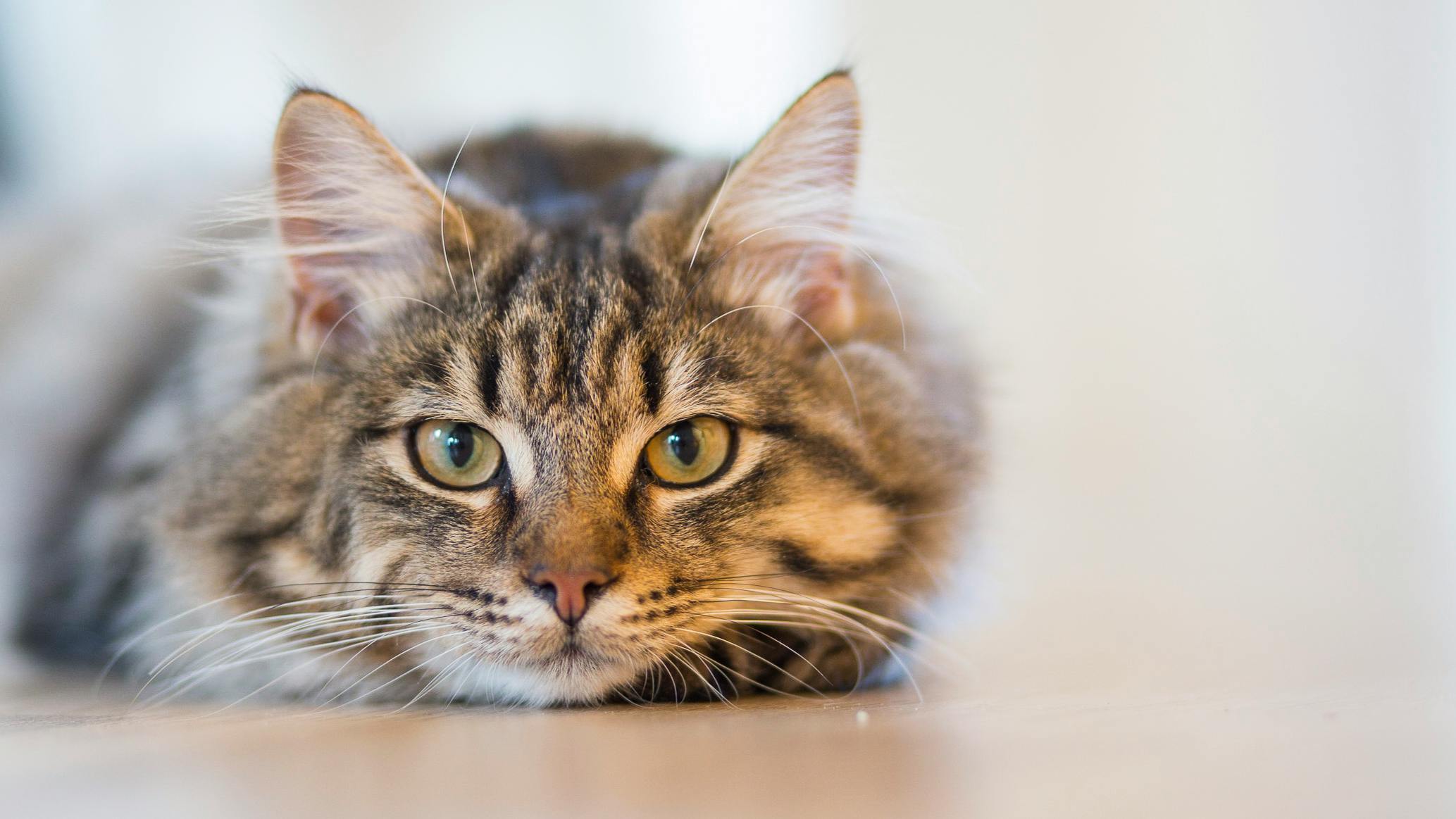 Close-up of a Maine Coon Tabby Mix cat lounging gracefully, showcasing its long, striped fur and striking green eyes. The cat’s thick, bushy coat and distinctive tabby markings highlight the classic Maine Coon Tabby Mix traits, making this image ideal for content focused on unique feline breeds and their visual appeal.