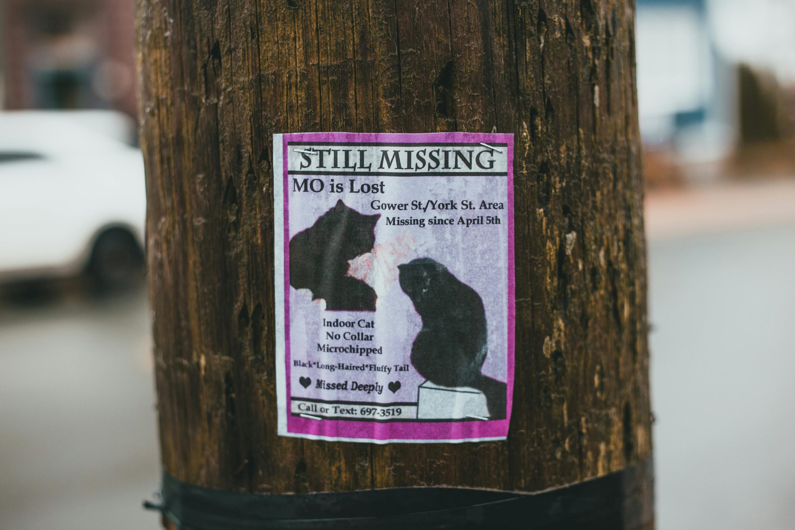 How to Find a Lost Cat – A concerned pet owner posts a missing cat flyer on a bulletin board. The flyer features an orange tabby with essential details like the last seen location and contact information. This image highlights the importance of spreading awareness through clear, visible signage to help locate lost cats effectively.