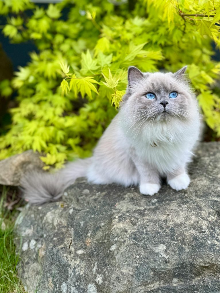 Lilac Point Ragdoll Cat with striking blue eyes, resting gracefully on a white surface. Positioned between a candle holder with a metallic heart ornament and a wicker basket with a blooming orchid, its soft fur and serene expression highlight the beauty of this rare Ragdoll variation.