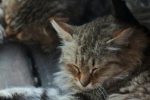 Two tabby cats peacefully sleeping on a wooden floor, with one cat’s ears visibly warm and slightly flushed—prompting the question, Why Are My Cats Ears Warm? This cozy scene highlights a common feline behavior that may relate to normal body heat, relaxation, or environmental factors, ideal for pet health and care blog discussions.