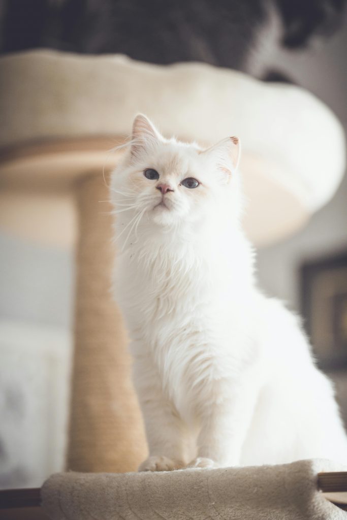 A majestic White Ragdoll Cat with striking blue eyes perches gracefully on a beige cat tree, gazing directly at the camera. Its plush fur and serene expression exude elegance, highlighting the beauty of White Ragdoll Cats. The soft lighting and cozy setting enhance the charm of this gentle feline.