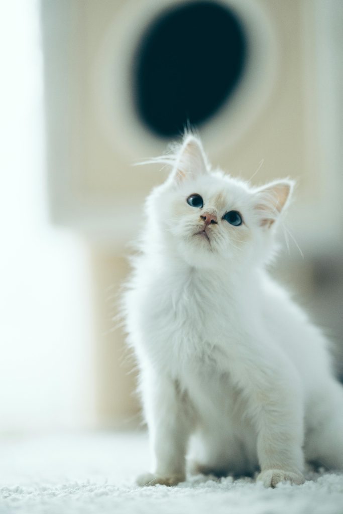 A fluffy White Ragdoll Cat kitten with delicate light brown markings on its face and ears sits on a soft white carpet, gazing up with curious blue eyes. The blurred background features a cozy cat tree, enhancing the serene and adorable charm of White Ragdoll Cats.