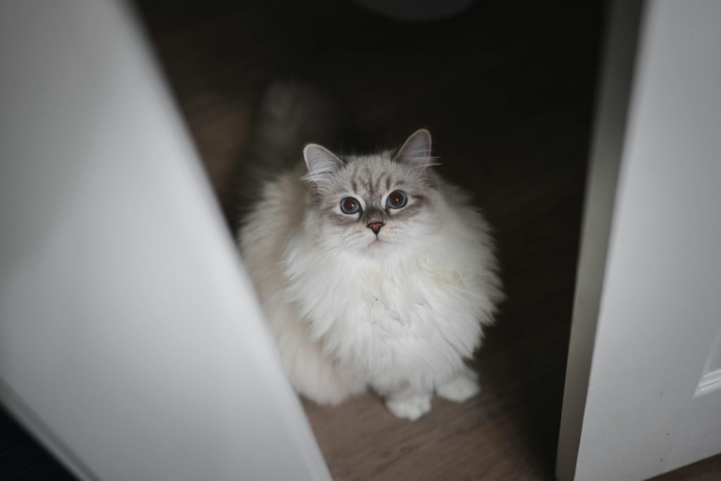 Lilac Lynx Point Ragdoll cat sitting elegantly on a wooden floor near a partially open door, its striking blue eyes and soft, fluffy coat showcasing the breed’s distinctive color and pattern. The gentle expression and poised stance highlight the refined beauty of this rare Ragdoll variation.