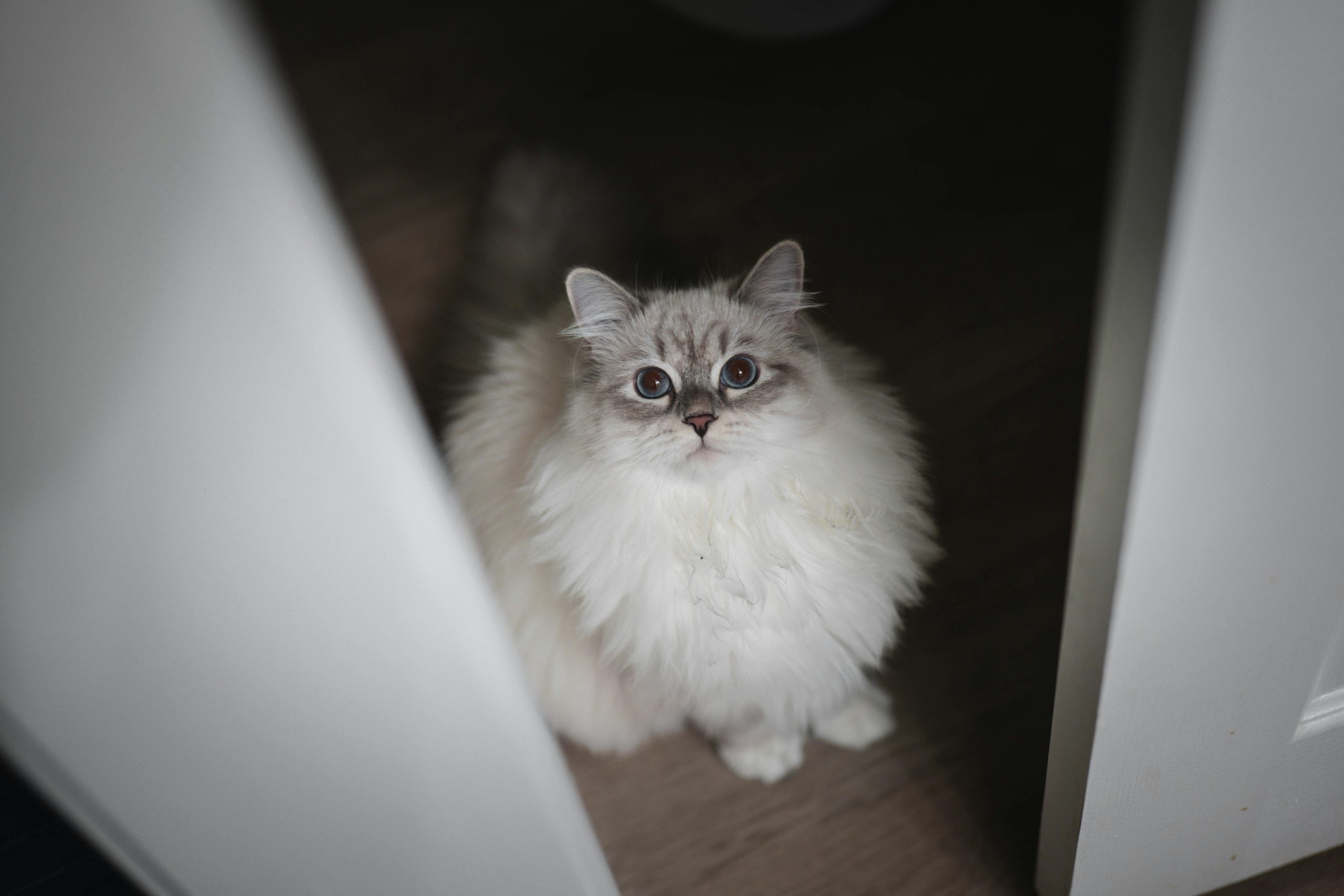 A fluffy Ragdoll cat with blue eyes sits attentively on a wooden floor, gazing upward—an ideal visual for illustrating How to Train Your Ragdoll Cat through calm, focused interaction in a home setting.