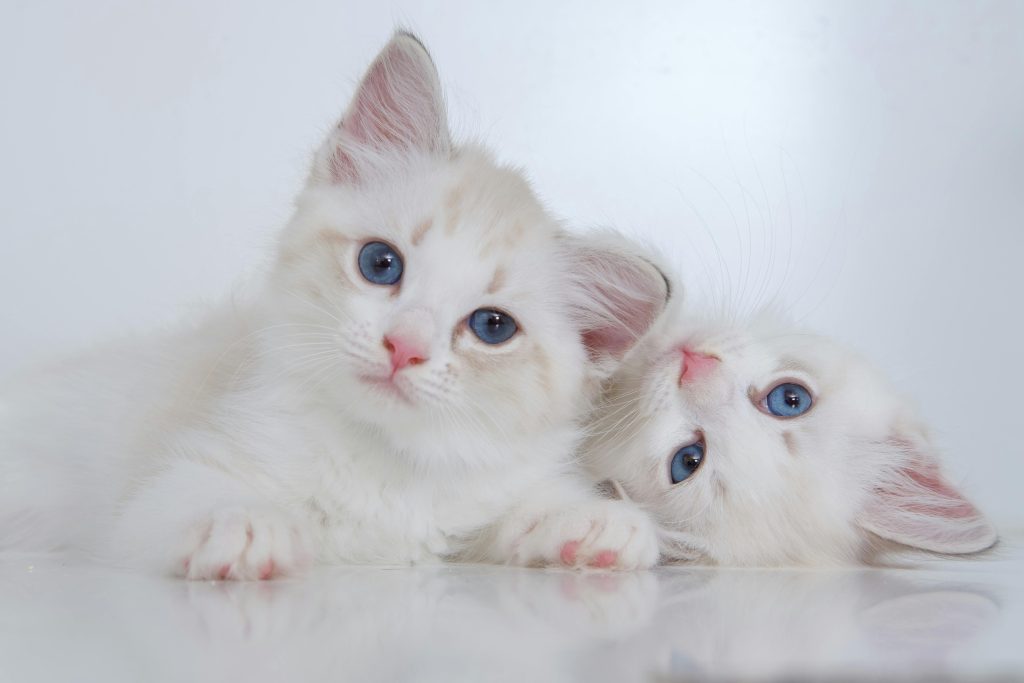 Two stunning White Ragdoll Cats with mesmerizing blue eyes rest on a soft white surface. One gazes attentively at the camera while the other nestles against its companion, creating a heartwarming moment. Their plush fur and gentle expressions highlight the elegance and charm of White Ragdoll Cats, perfect for showcasing their beauty.