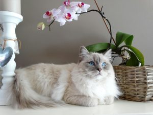 Ragdoll cat lying calmly beside a wicker basket and orchid, showcasing a serene appearance that contrasts with common Ragdoll Cat Health Issues like heart disease and obesity. This visual highlights the importance of regular check-ups to maintain feline well-being.