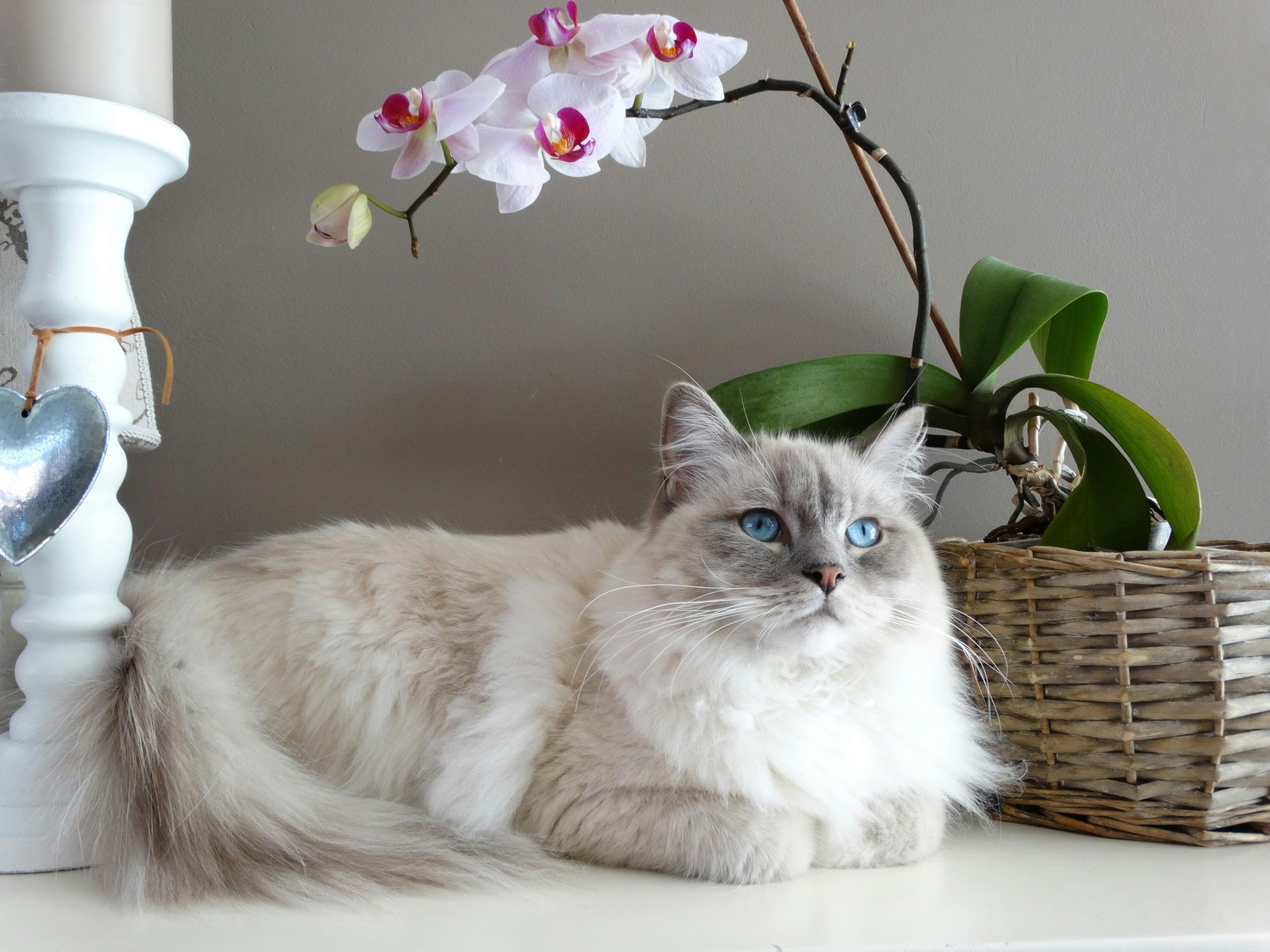 Lilac Point Ragdoll Cat with striking blue eyes lounging on a white surface, nestled between a candle holder and a wicker basket with a blooming orchid. Its soft, fluffy fur and serene expression highlight the elegant beauty of this rare Ragdoll variation.