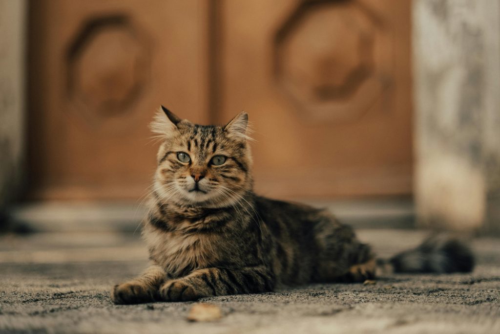 Regal Maine Coon Tabby Mix cat resting in front of a wooden door with geometric panels, showcasing its fluffy striped coat and vivid green eyes. The mix’s distinct tabby markings and full ruff emphasize classic Maine Coon traits, making this image ideal for content highlighting the breed’s luxurious appearance and relaxed temperament.