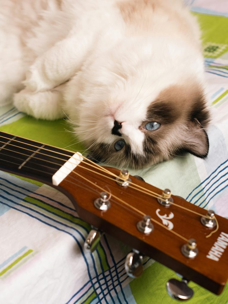 Blue Bicolor Ragdoll Cat with fluffy white fur and gray markings lies beside a Yamaha guitar on a striped bedspread, creating a cozy, artistic contrast.