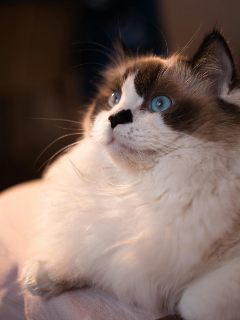 Blue Bicolor Ragdoll Cat with vivid blue eyes and soft white fur gazes upward, displaying signature dark gray facial markings and plush coat in a close-up portrait.