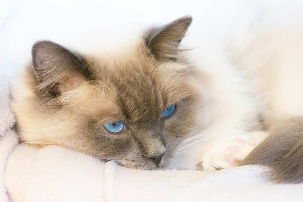 Blue Point Ragdoll Cat with striking blue eyes resting on a soft surface, displaying its signature cream coat with gray points on the face, ears, and tail.