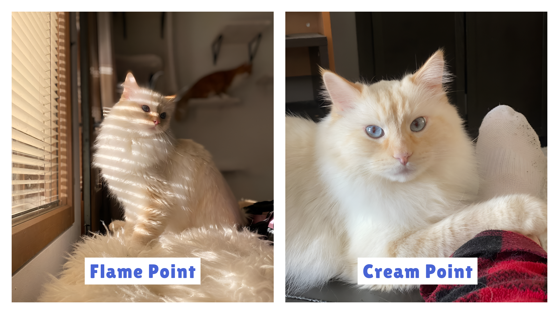 Side-by-side comparison of Cream Point vs Flame Point Ragdoll Cat—Cream Point lying calmly with soft ivory fur, Flame Point alert near a window, showcasing orange-tipped features. Highlights distinct coat colors and temperament differences between the two Ragdoll variants.