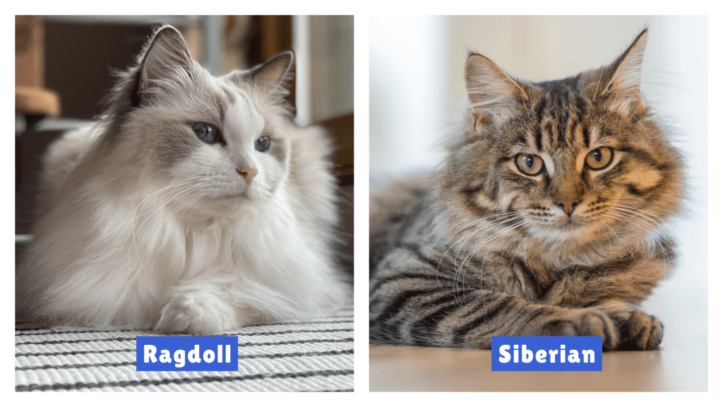 Ragdoll Cat vs Siberian Cat comparison featuring a blue-eyed Ragdoll with silky white fur beside a Siberian cat with a dense tabby coat and green eyes, showcasing breed differences in texture, size, and facial structure for feline enthusiasts and pet guides.