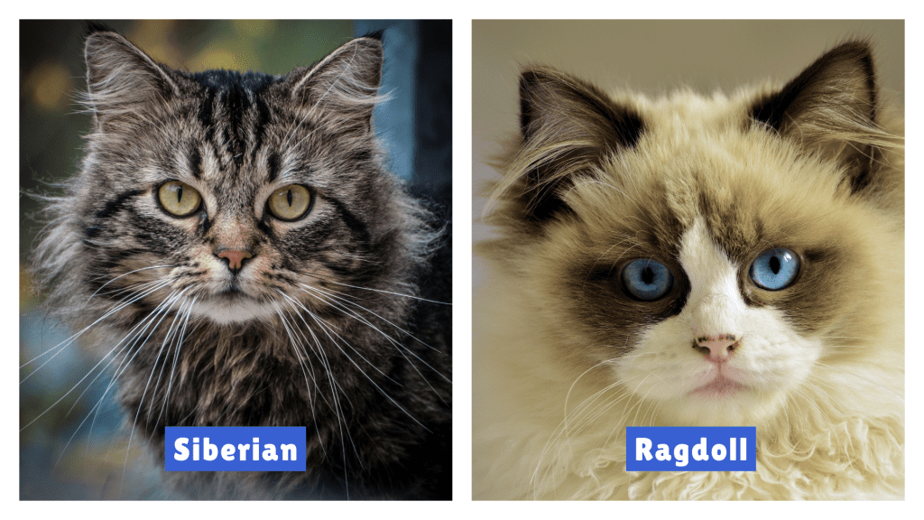 A side-by-side portrait showing Ragdoll Cat vs Siberian Cat traits, with the Ragdoll’s light fur and blue eyes contrasting the Siberian’s striped coat and yellow eyes, emphasizing breed differences for pet lovers and researchers.