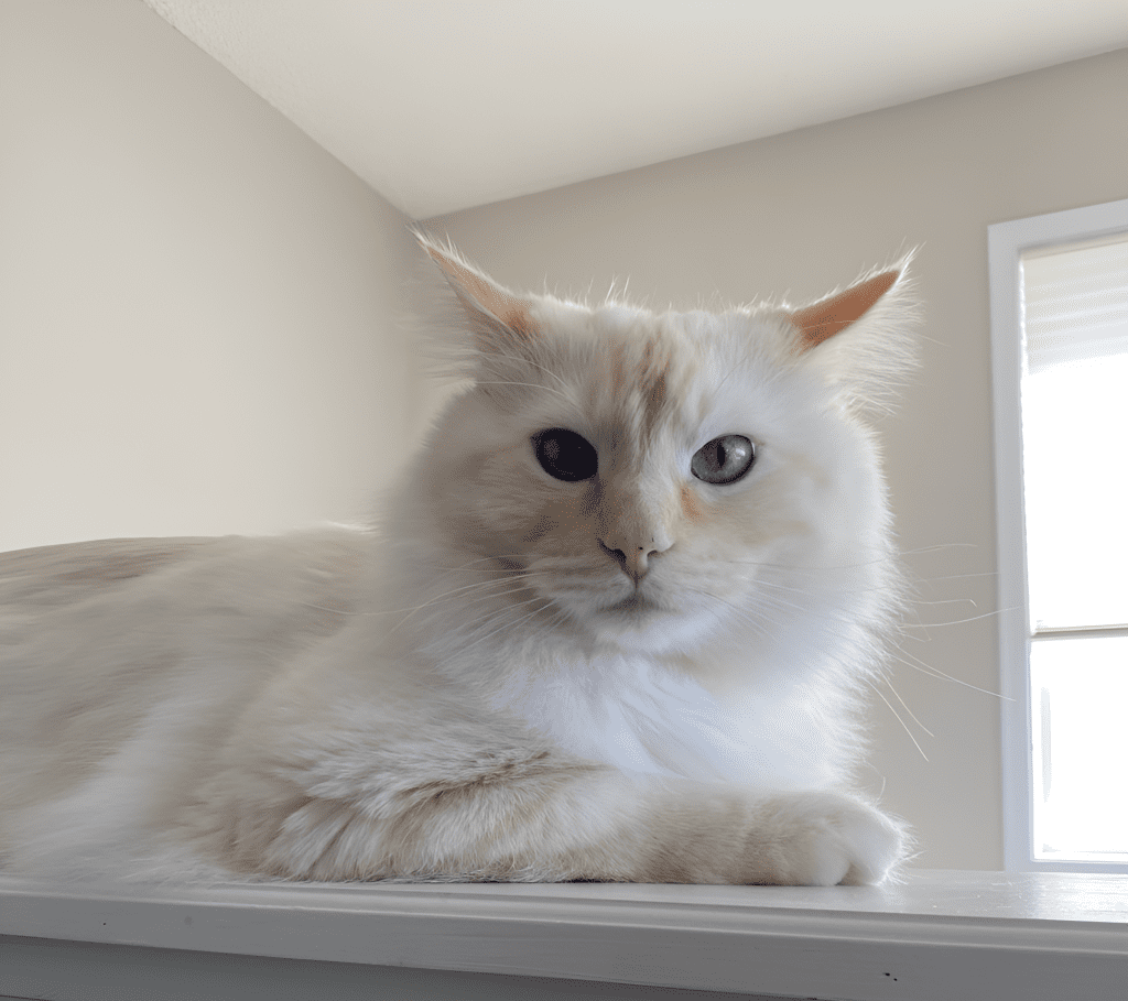 Cream Point Ragdoll Cat lounging on a white surface, bathed in soft natural light from a nearby window. Its plush cream-colored fur, subtle facial markings, and piercing blue eyes highlight the breed’s elegance and gentle demeanor.