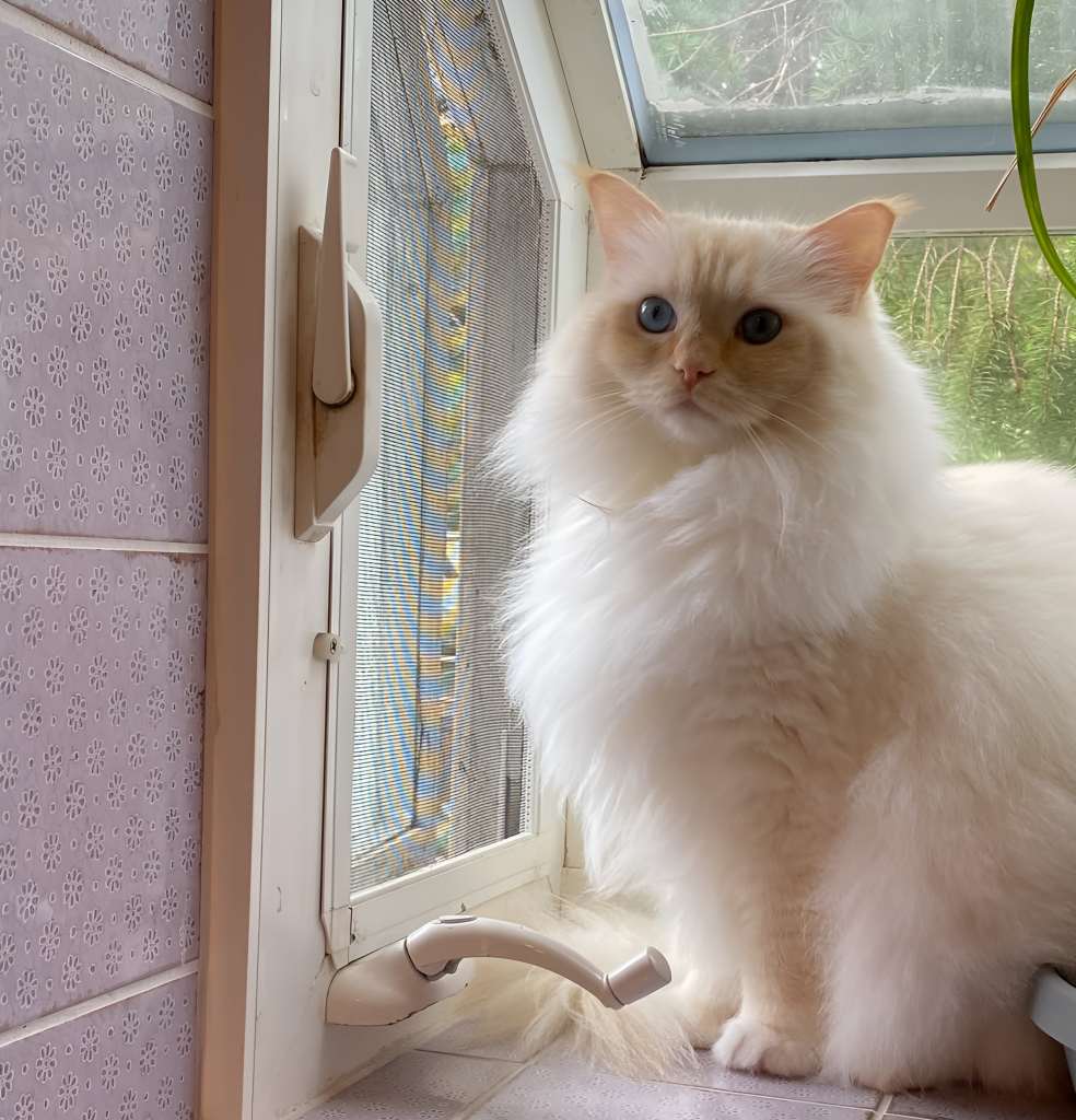 Flame Point Ragdoll Cat sitting serenely on a windowsill, its fluffy white coat accented by warm orange points. With lush greenery outside the mesh-screen window, the cat gazes into the distance, highlighting the breed's gentle nature and striking flame-tipped coloration.