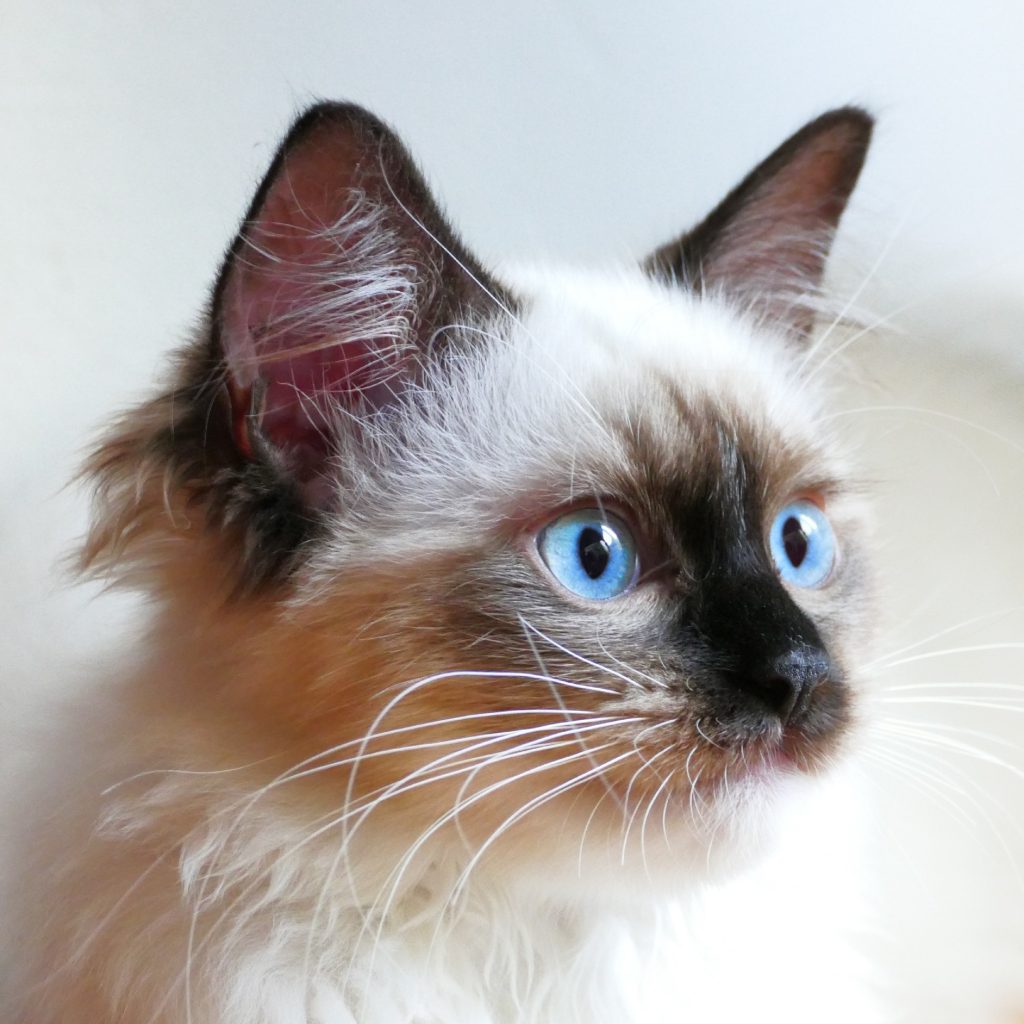 Blue Point Ragdoll Kittens with fluffy white coats and soft gray facial markings, one gazing directly with vivid blue eyes, highlighting their gentle expression and signature point coloration.
