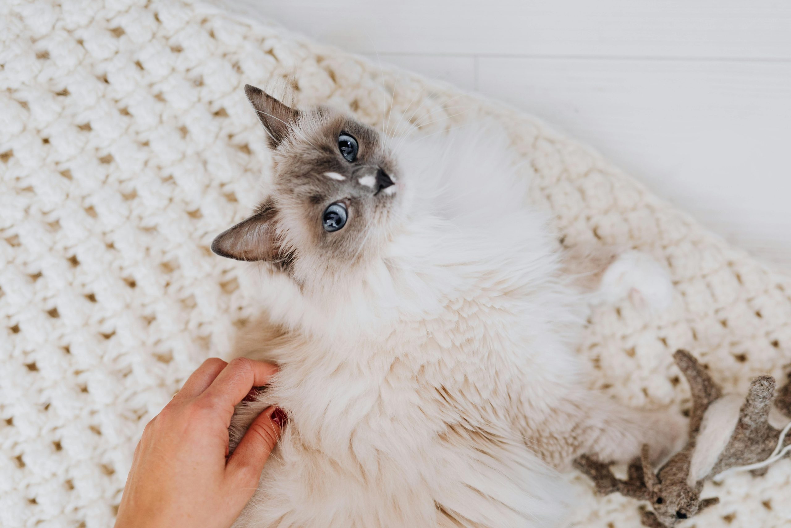 Blue Point Ragdoll Cat with vivid blue eyes lying on a cream knitted blanket, being gently petted, showcasing its soft gray points and relaxed temperament beside a plush deer toy.