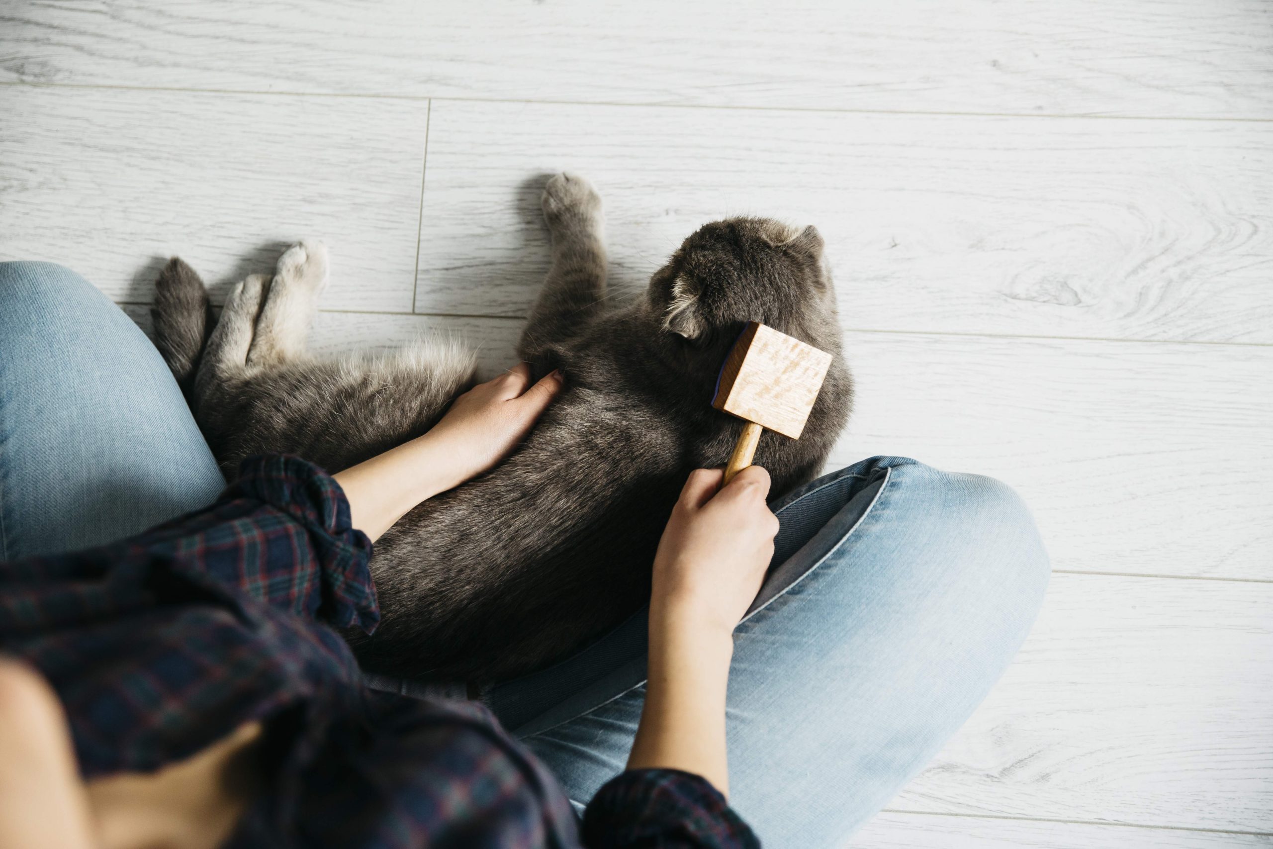 A relaxed Ragdoll cat resting with a glossy, tangle-free coat, exemplifying how to groom a Ragdoll cat for optimal fur health—perfect for visual guides and grooming tutorials focused on maintaining shine and softness.