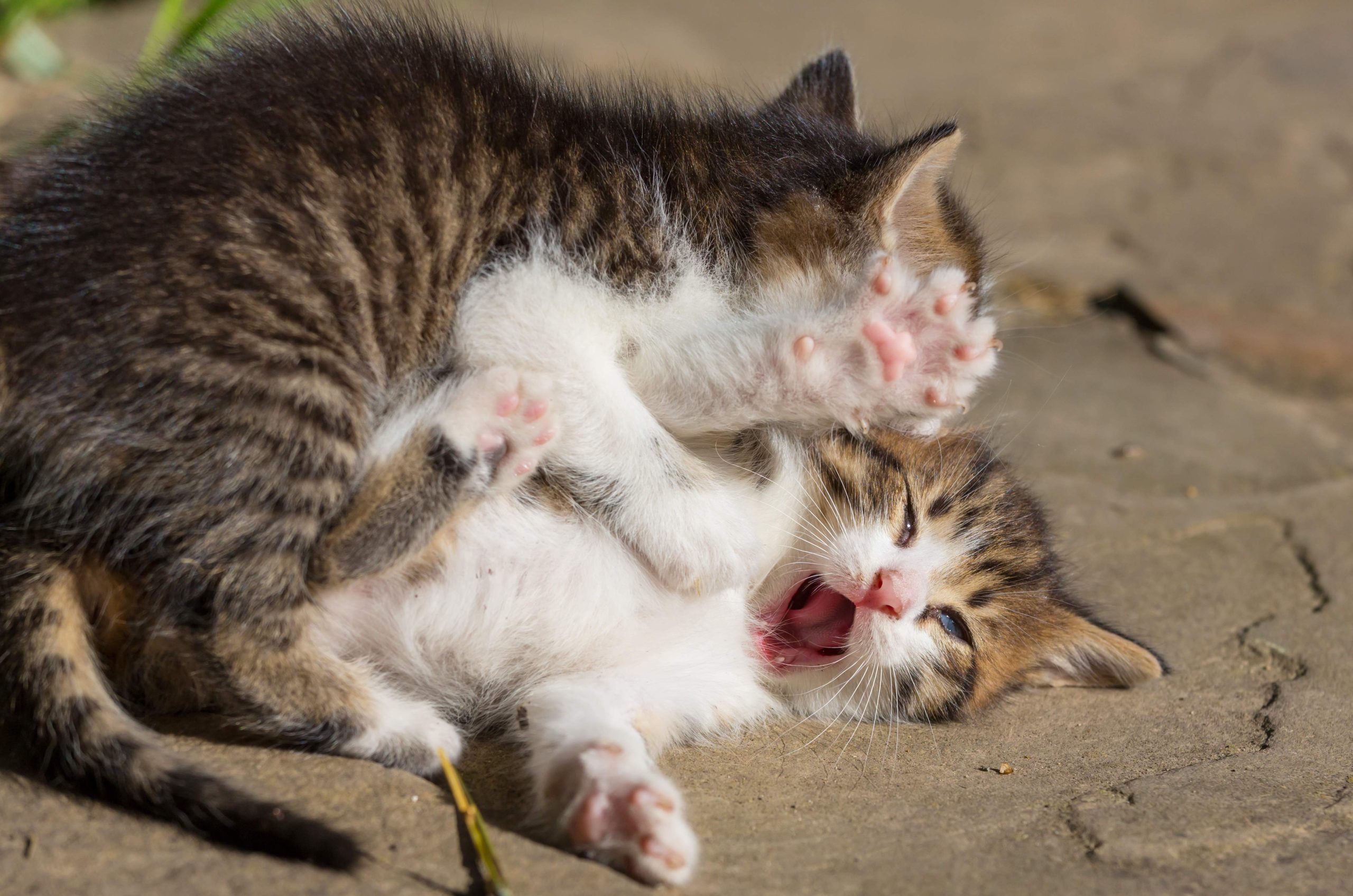 Two bonded kittens energetically wrestle on a stone floor—one on top with raised paws, the other playfully reactive. This behavior can seem aggressive but is often normal play. Perfect for illustrating the question: Why Are My Bonded Cats Fighting? and guiding pet owners through distinguishing play from conflict.