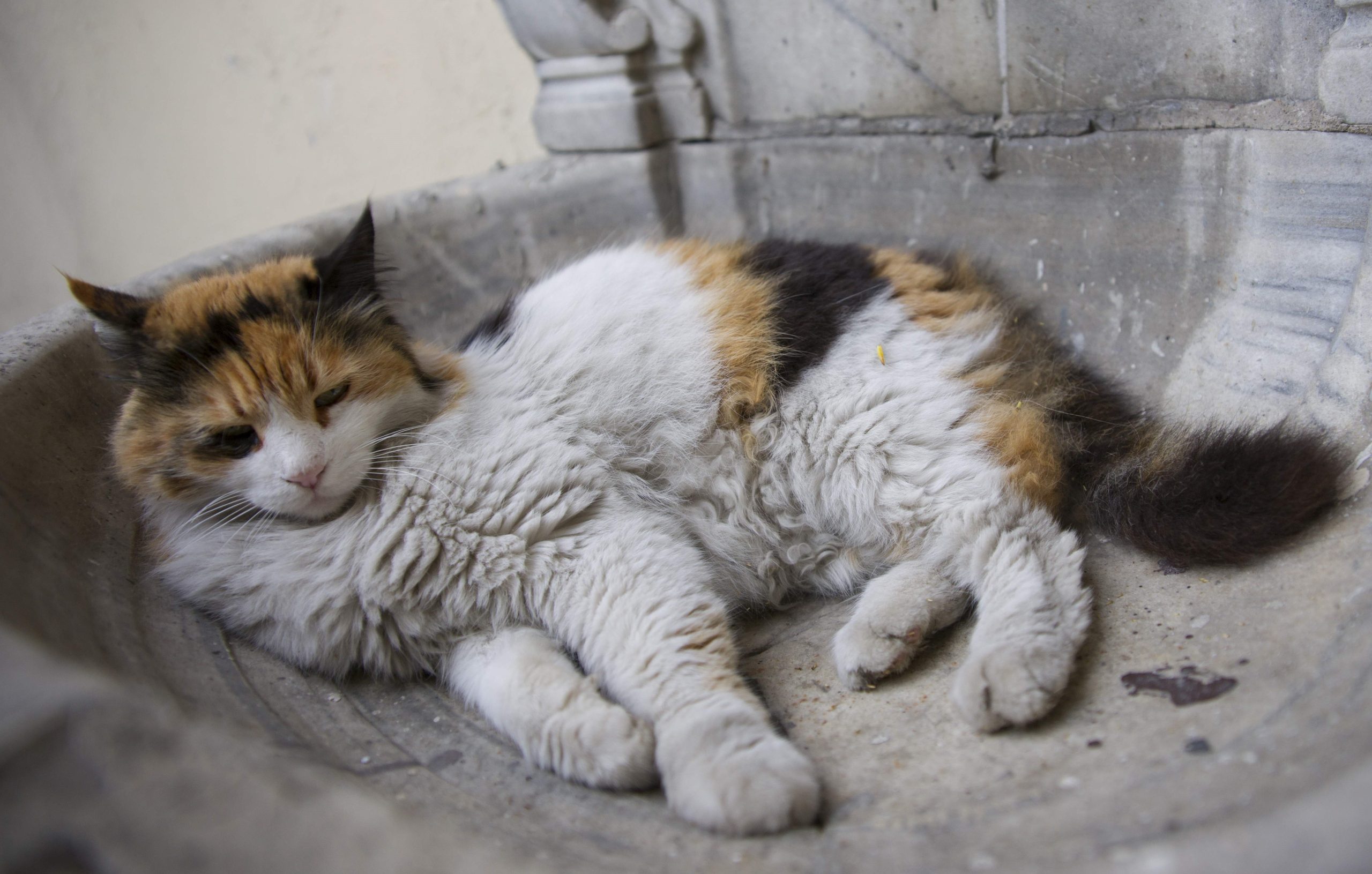 A relaxed Ragdoll cat lying alone in a stone basin, illustrating feline solitude and calm—perfect visual for exploring 'Can Ragdoll Cats Be Left Alone?' and their comfort in quiet settings.