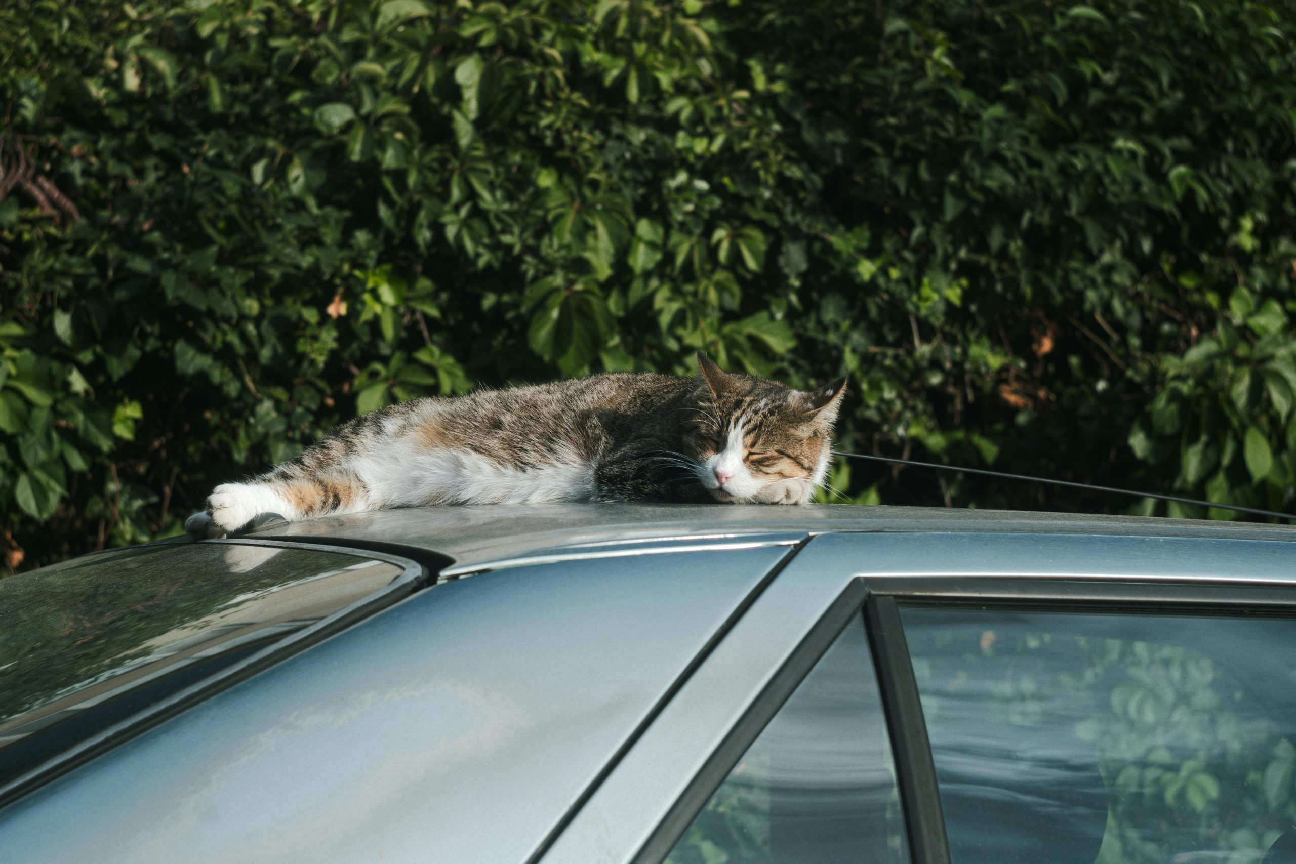 A tabby cat naps on top of a silver car parked outdoors, surrounded by greenery—perfectly illustrating the challenge in how to keep cats off your car. This scenario highlights a common issue for vehicle owners, emphasizing the need for solutions to deter cats from lounging on cars and potentially causing scratches or damage.