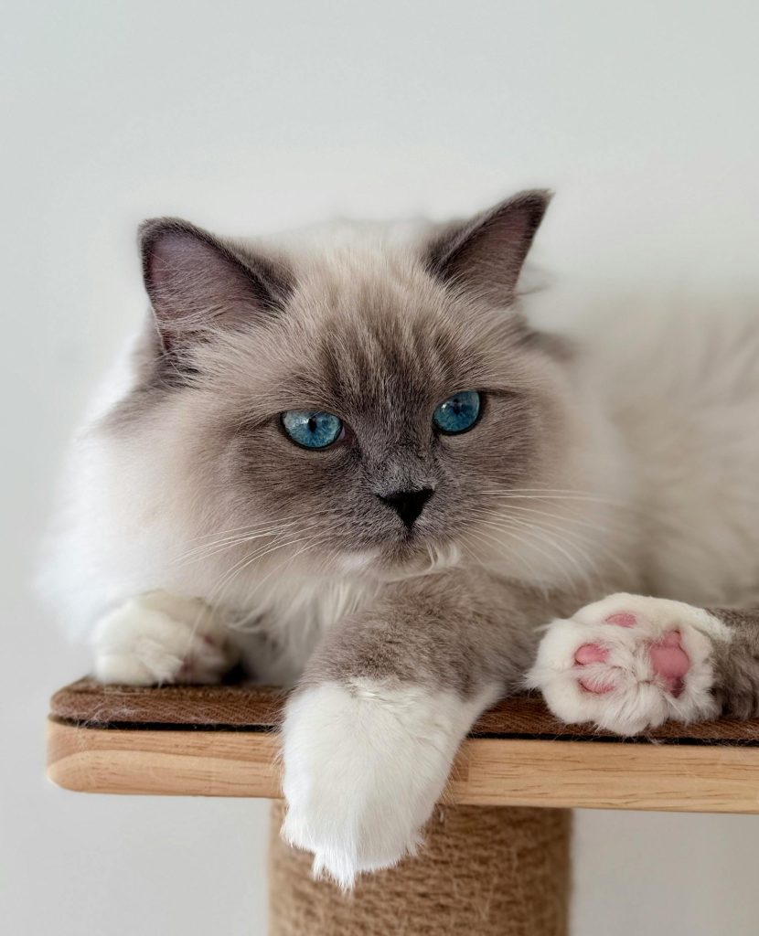 Blue Point Ragdoll Cat with vivid blue eyes lounging on a beige scratching post, showcasing its soft white coat and grayish-blue points on the ears, face, and paws.
