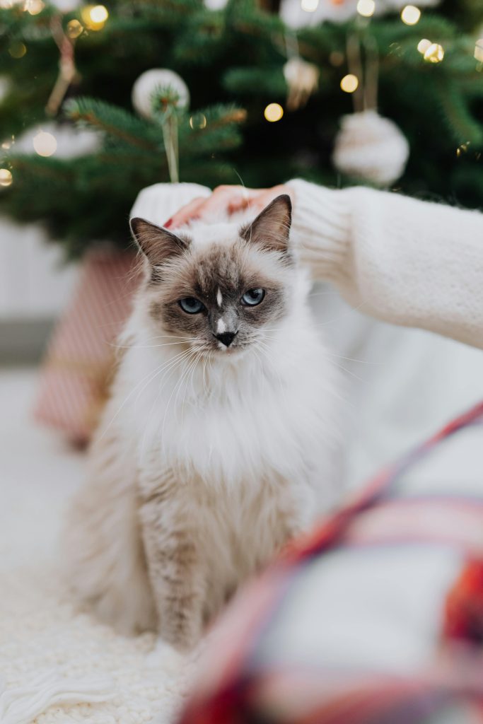 Blue Point Ragdoll Cat with vivid blue eyes being gently petted in front of a glowing Christmas tree, highlighting its soft gray points and calm demeanor in a cozy holiday setting.