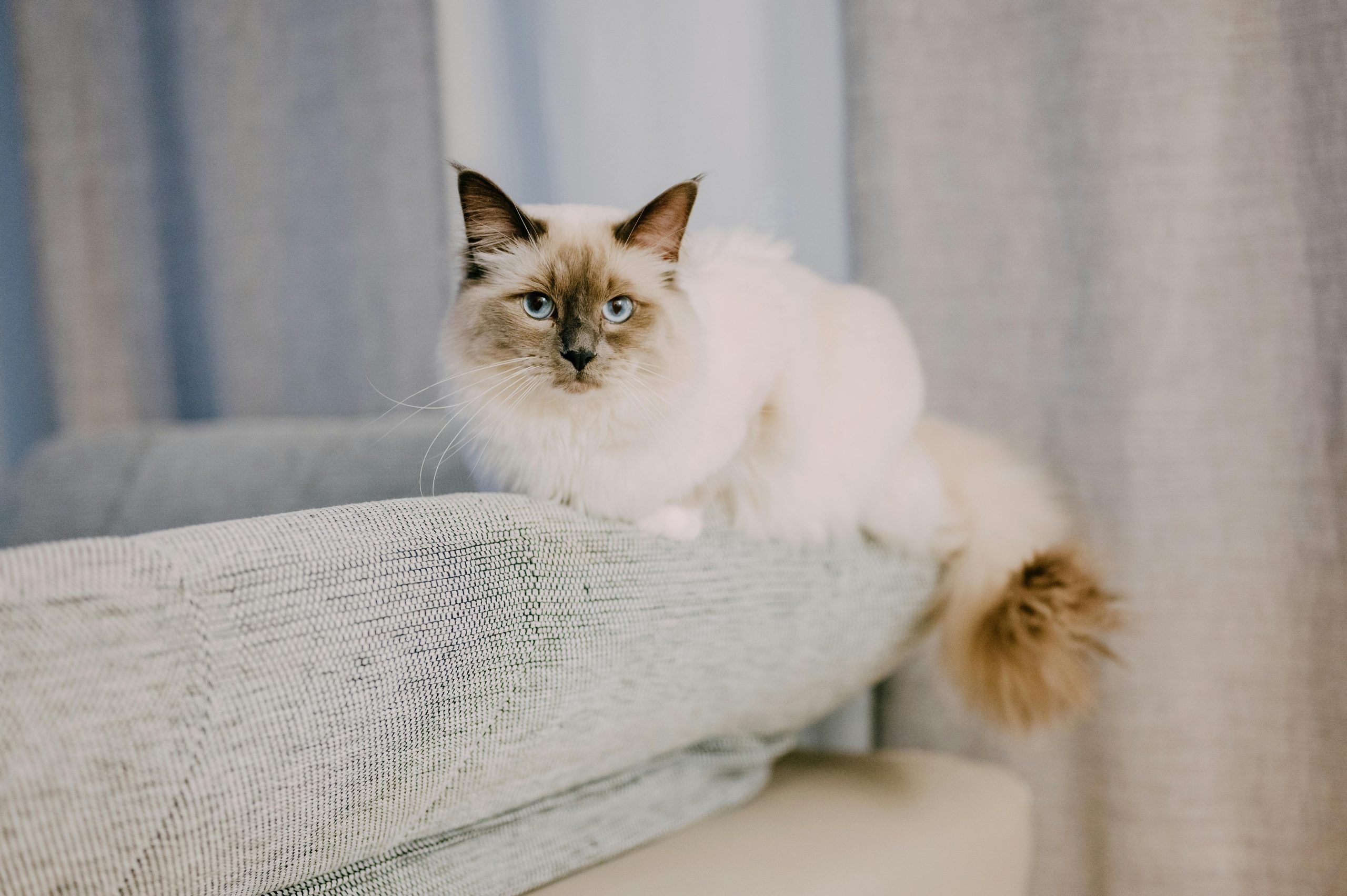 A fluffy Ragdoll cat lounges calmly on the arm of a pristine gray sofa, illustrating a common question: Do Ragdoll Cats Scratch Furniture? The relaxed posture and intact upholstery suggest they’re less likely to damage furniture, highlighting their gentle nature and appeal as house-friendly pets.