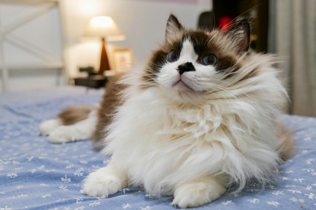 Fluffy Ragdoll cat with bright blue eyes lounging on a cozy bed, showcasing a well-maintained coat—ideal for illustrating how to groom a Ragdoll cat for silky fur and reduced shedding in a home setting.