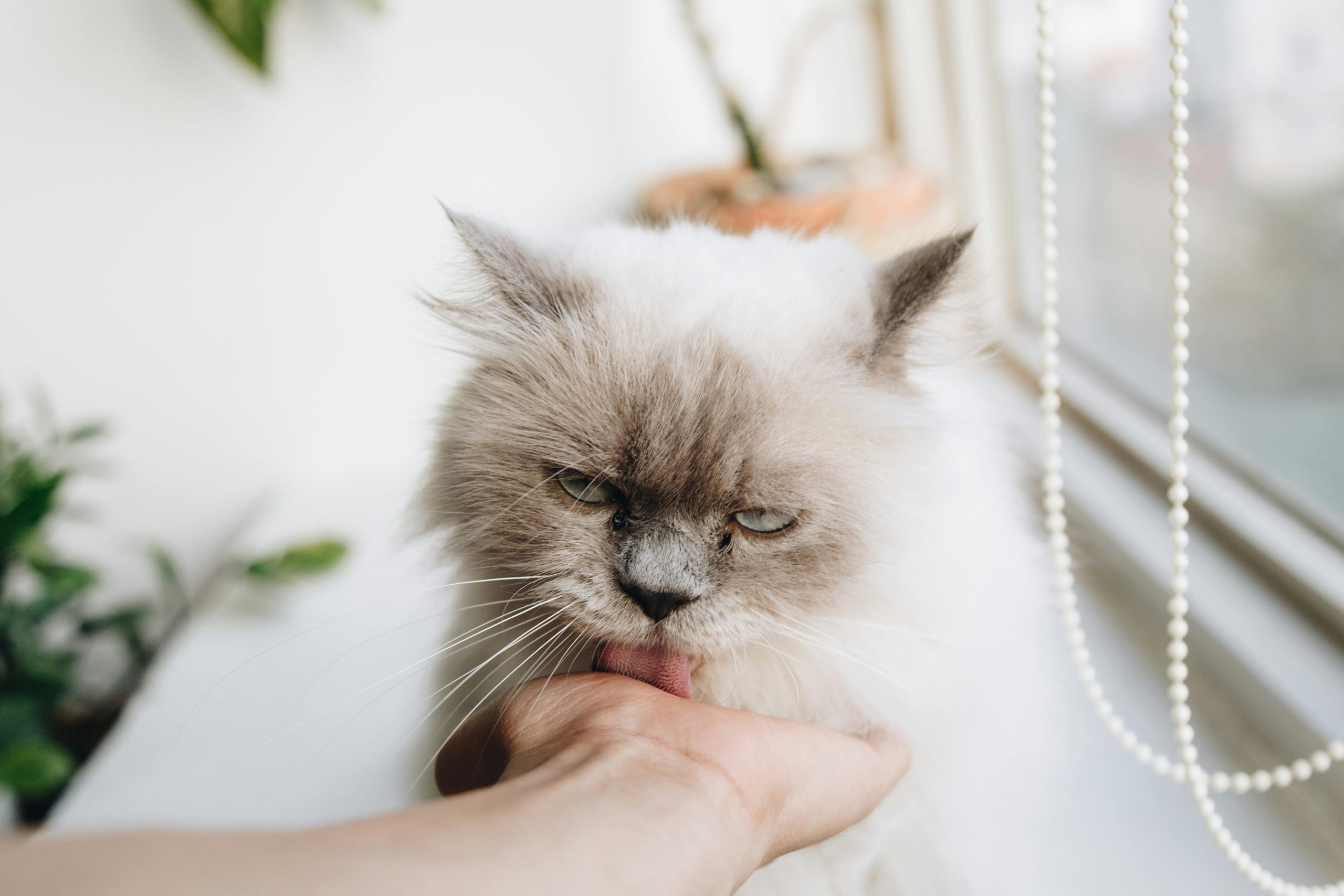Ragdoll cat gently biting owner's hand near a window, illustrating feline behavior for the query “Why Does My Ragdoll Cat Bite Me” with visual focus on the cat’s expression and interaction.