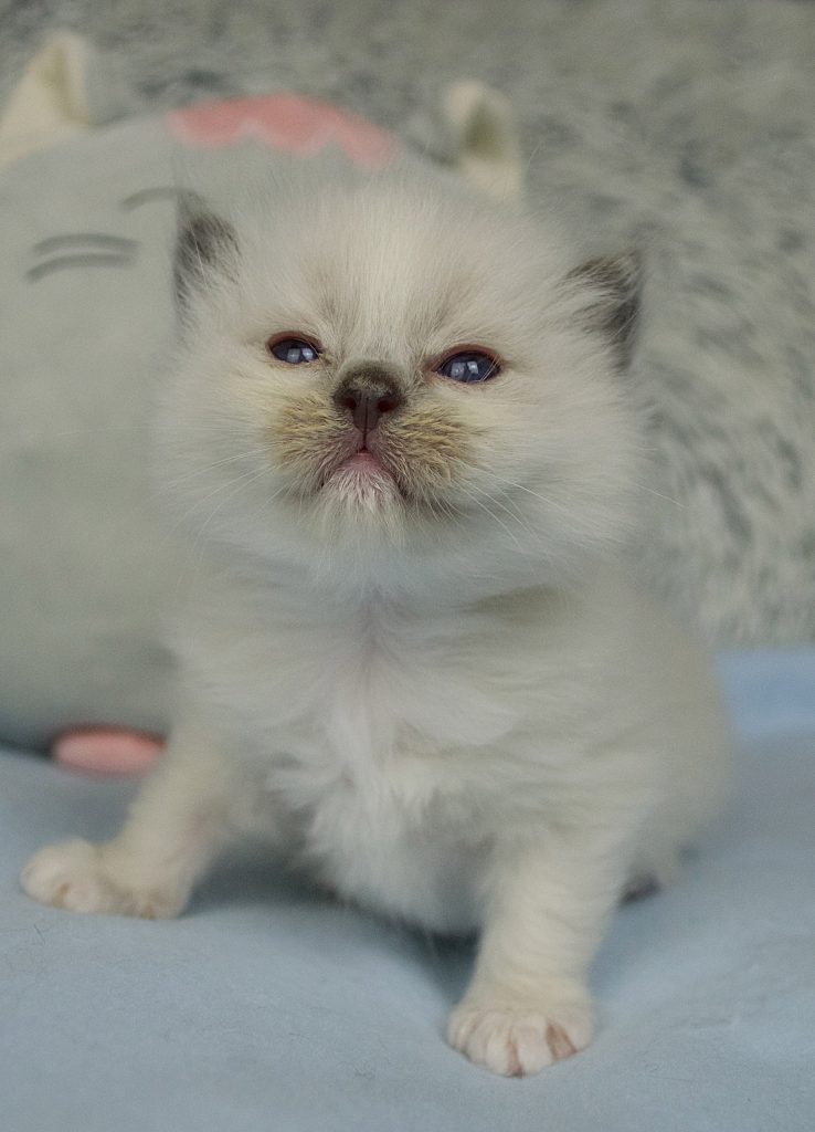 Blue Point Ragdoll Kittens with fluffy white fur and soft gray points sit on a light blue surface, one gazing with vivid blue eyes beside a plush toy, showcasing their gentle charm and signature coloring.