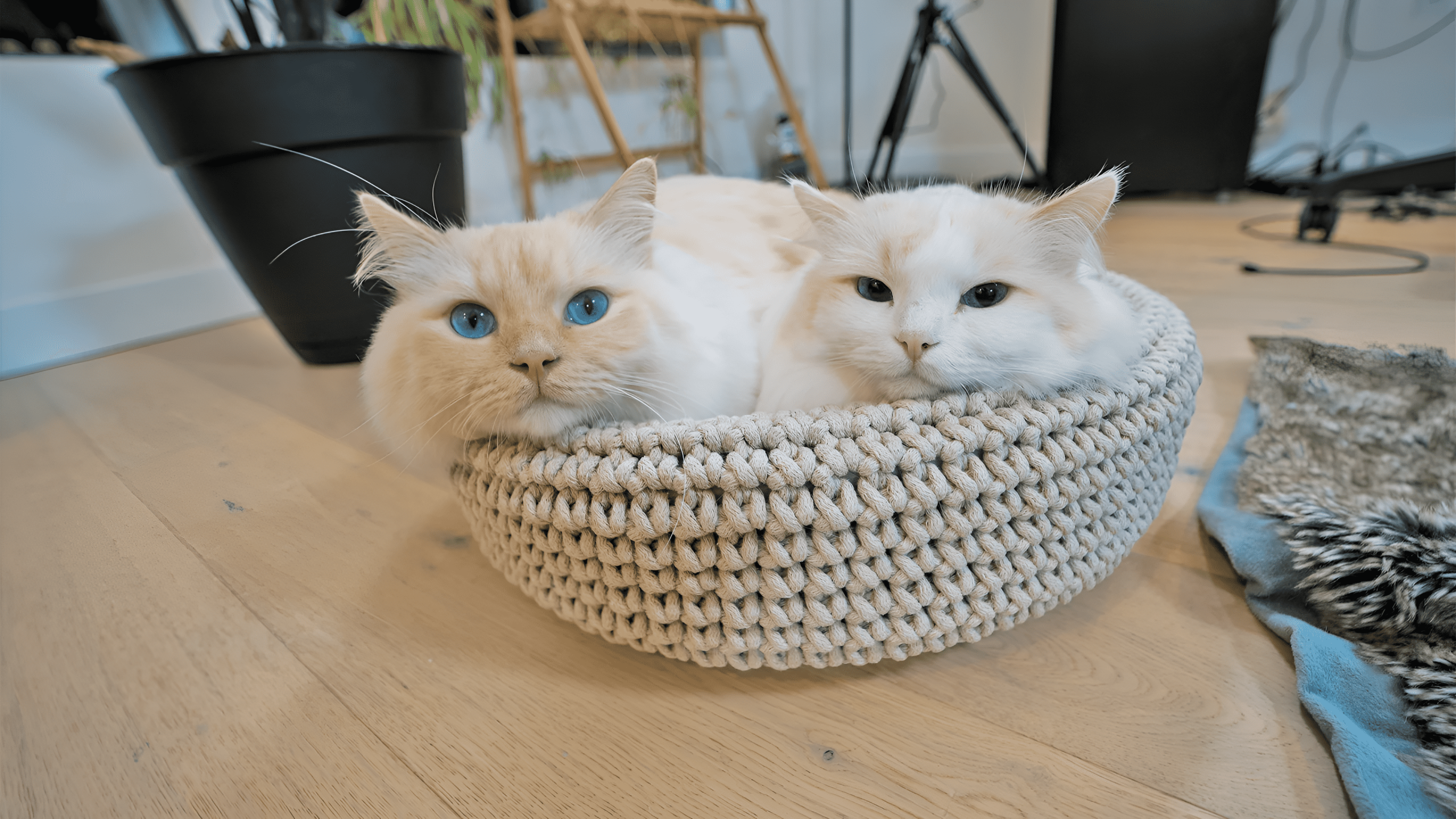 Male vs Female Ragdoll Cat comparison showing two white, blue-eyed Ragdolls snuggling in a cozy knitted basket on a wooden floor, highlighting their similar appearance and affectionate nature.
