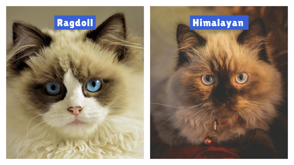 Ragdoll Cat vs Himalayan Cat side-by-side—Ragdoll with bright blue eyes, white facial markings, and soft fur; Himalayan with darker face, vivid blue eyes, and cream coat. This visual comparison highlights key breed differences in facial features and coloring.