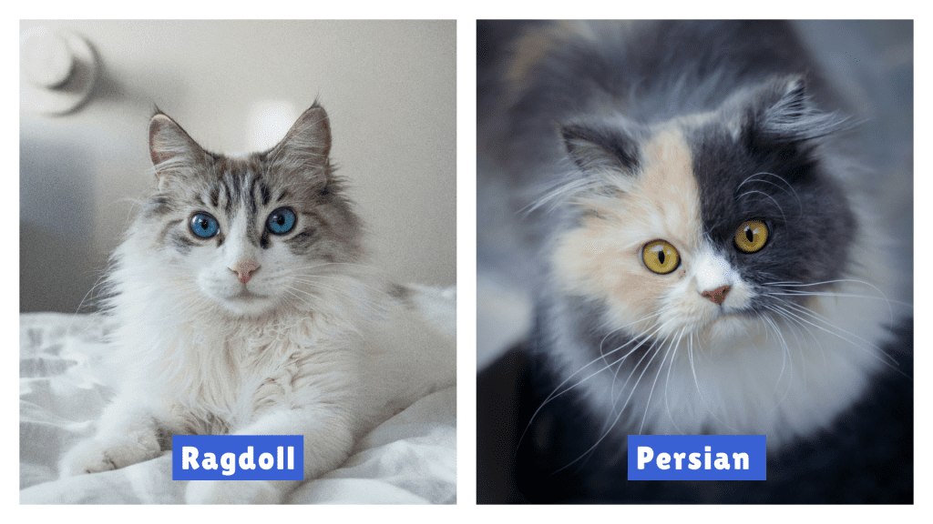 Ragdoll vs Persian Cat comparison showing a blue-eyed Ragdoll with light fur and dark facial markings beside a yellow-eyed Persian with a flat face and gray-cream patches, highlighting breed-specific traits.