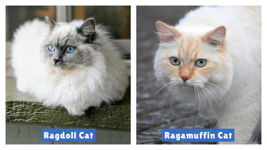 Ragdoll Cat vs Ragamuffin side-by-side—Ragdoll with darker facial points and blue eyes, Ragamuffin with cream-toned face and matching blue eyes—showcasing subtle breed differences for visual comparison.
