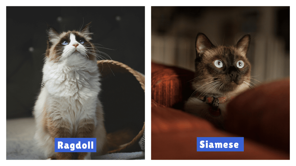 Ragdoll vs Siamese Cat comparison featuring a fluffy Ragdoll with white-brown fur and blue eyes beside a sleek Siamese with dark facial points and piercing blue eyes—showcasing distinct breed traits in coat texture, coloration, and gaze.